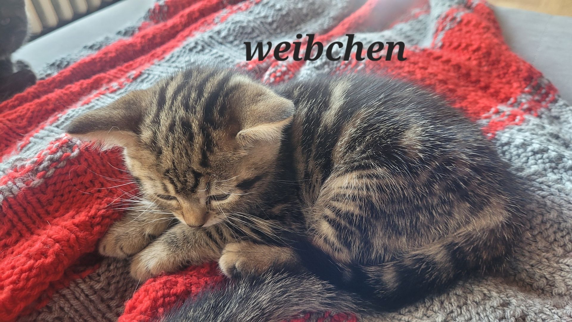 BKH- Ägyptische Mau Mix Kitten