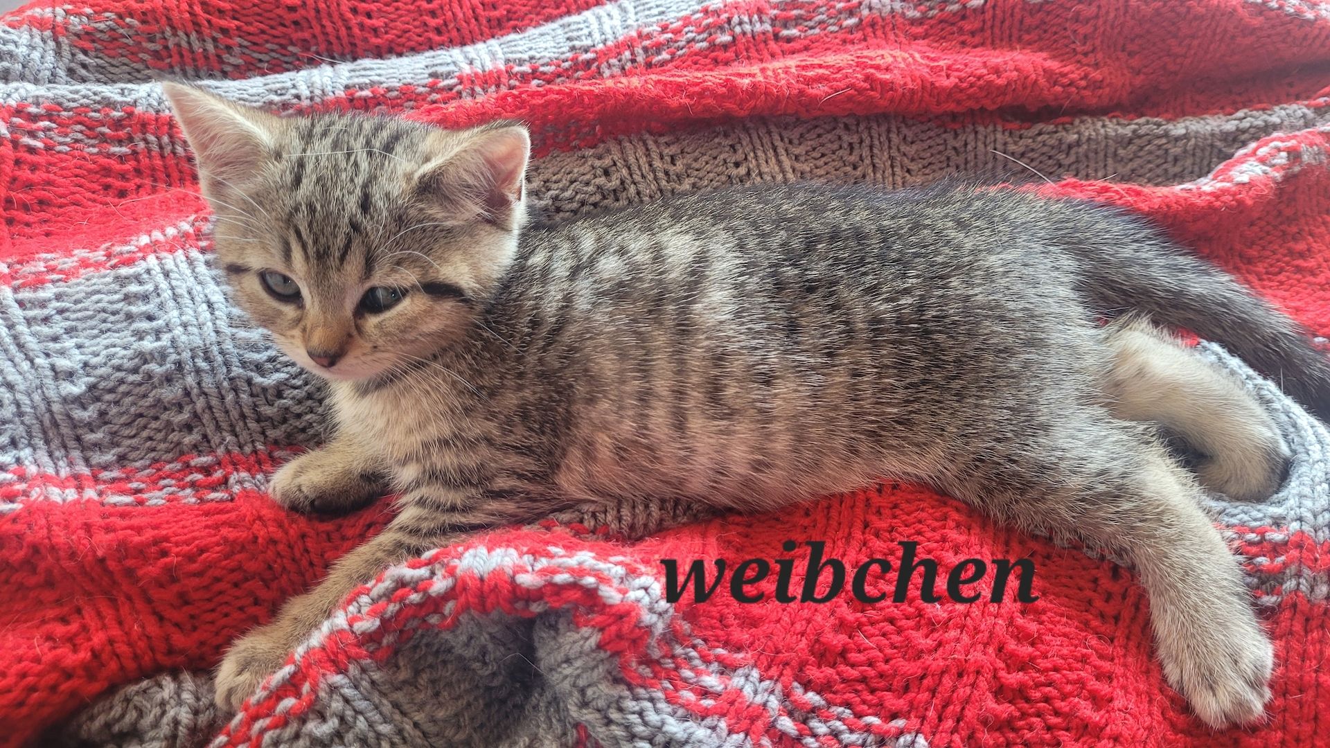 BKH- Ägyptische Mau Mix Kitten