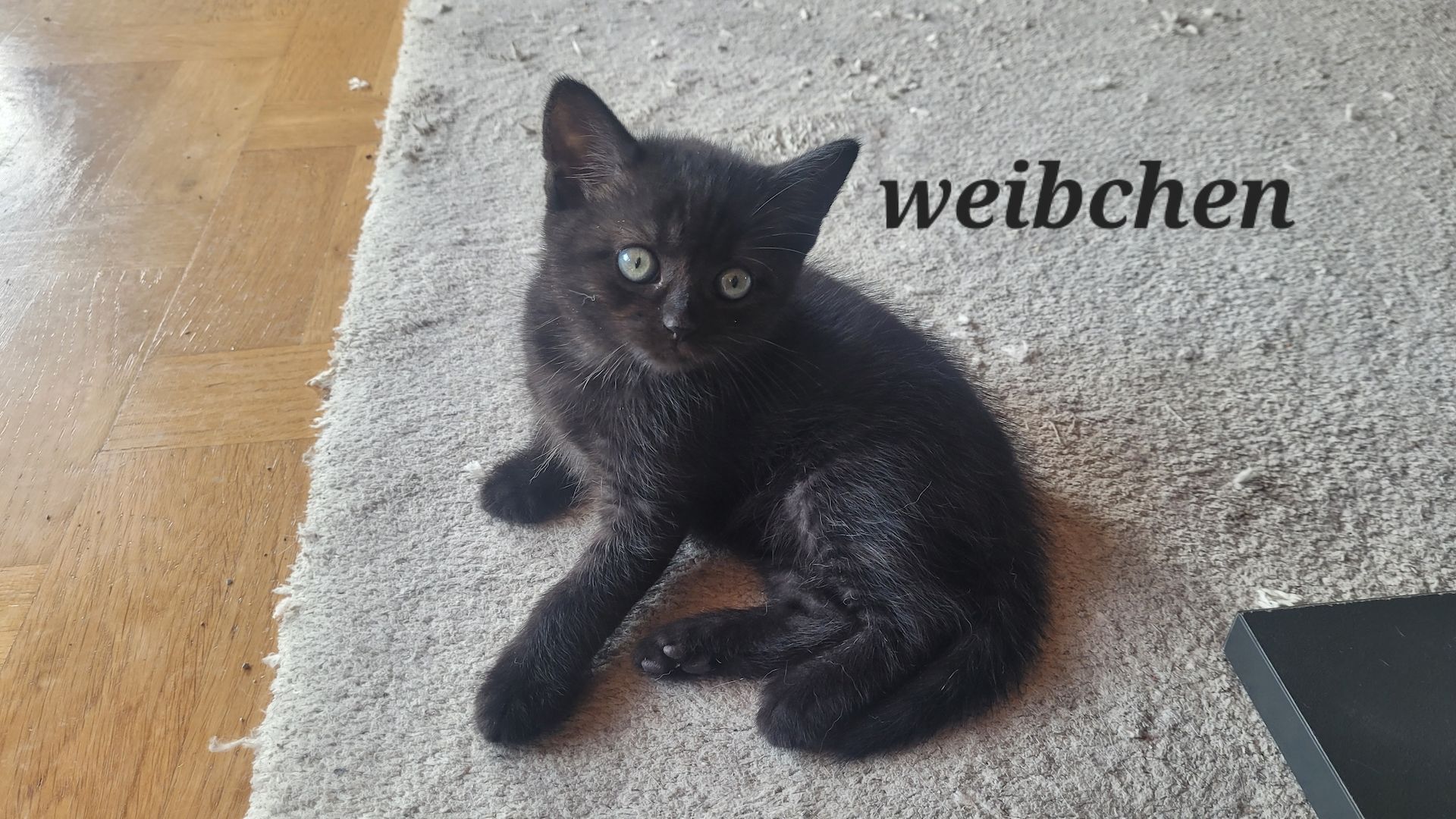 BKH- Ägyptische Mau Mix Kitten