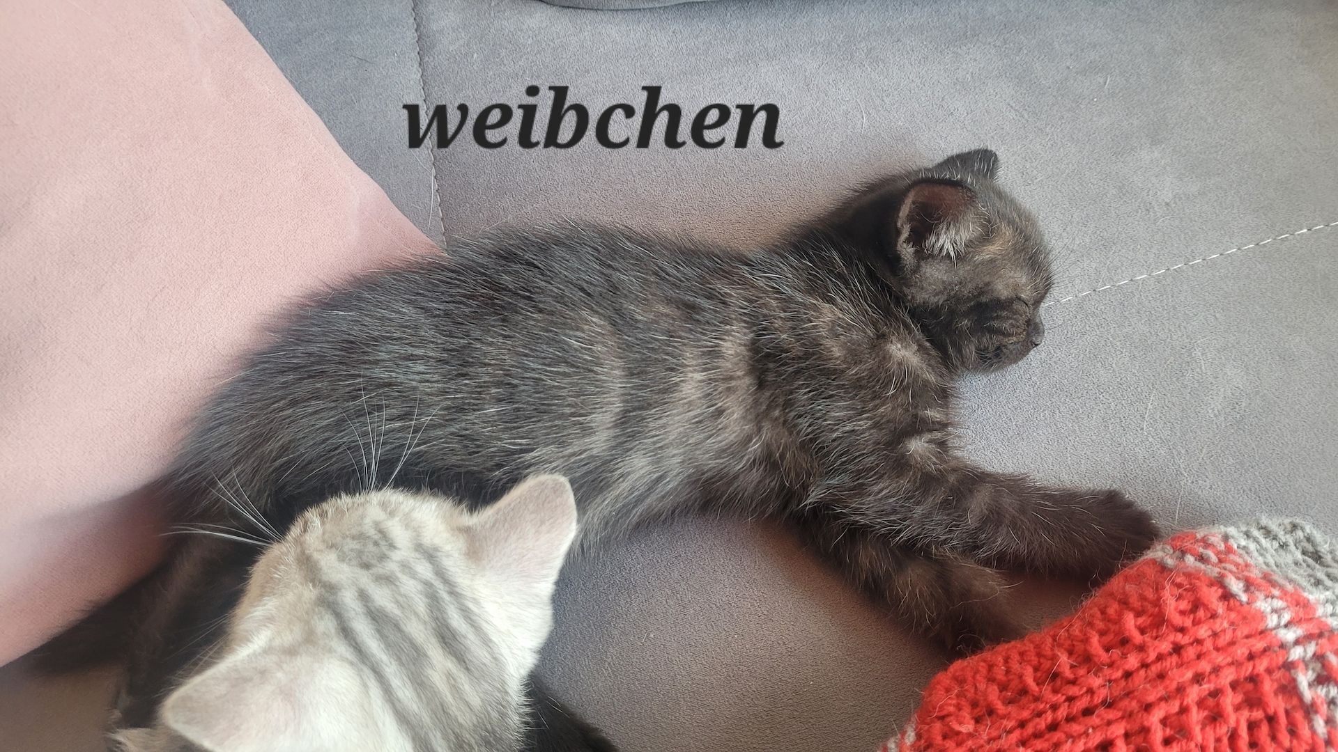 BKH- Ägyptische Mau Mix Kitten