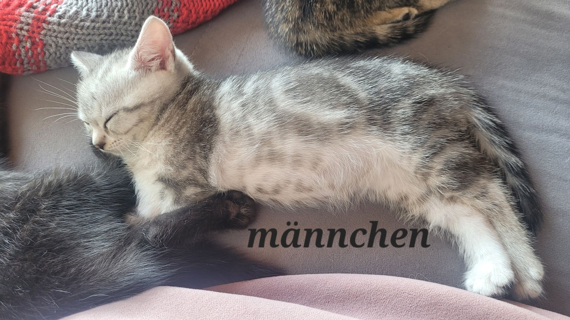 BKH- Ägyptische Mau Mix Kitten