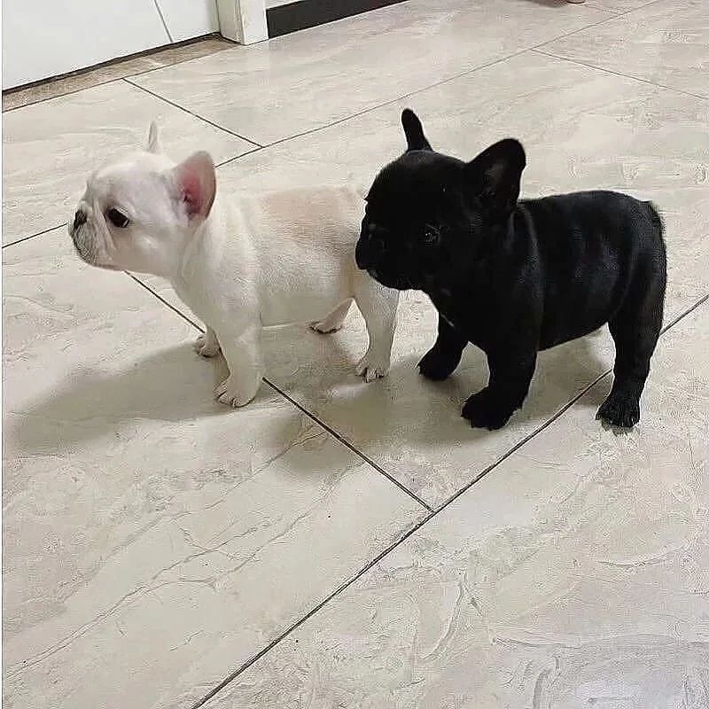 Reinrassige Französische Bulldoggen-Welpen