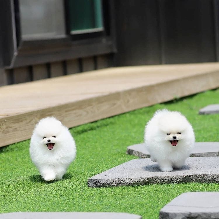 Entzückende Pomerania-Welpen