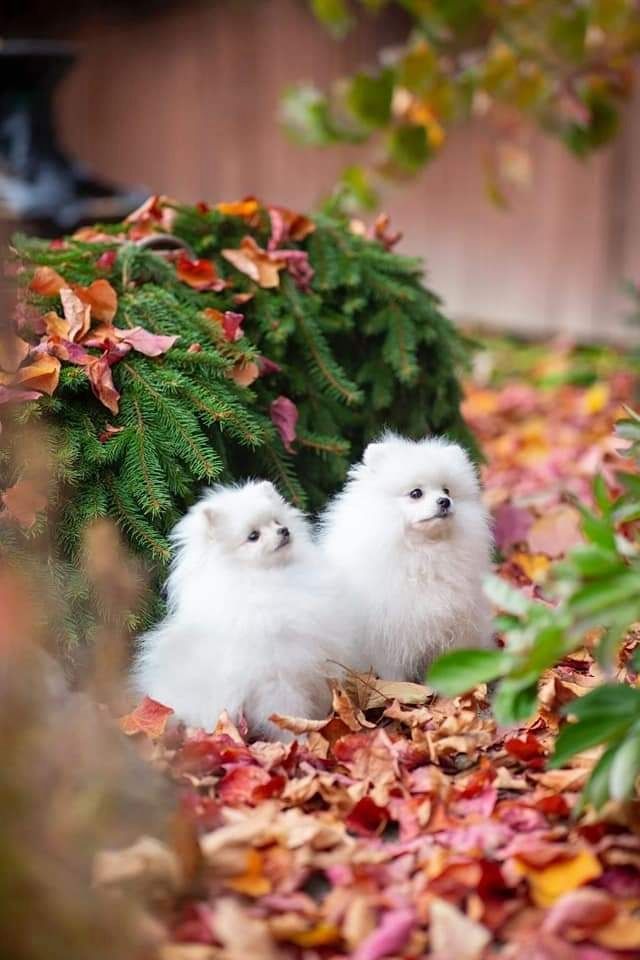 Entzückende Pomerania-Welpen