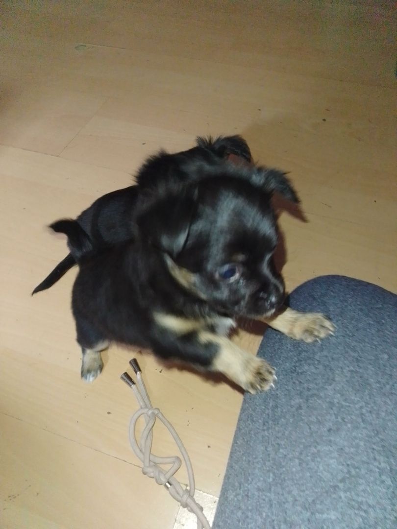 Chihuahua  welpe Chihuahua  welpe