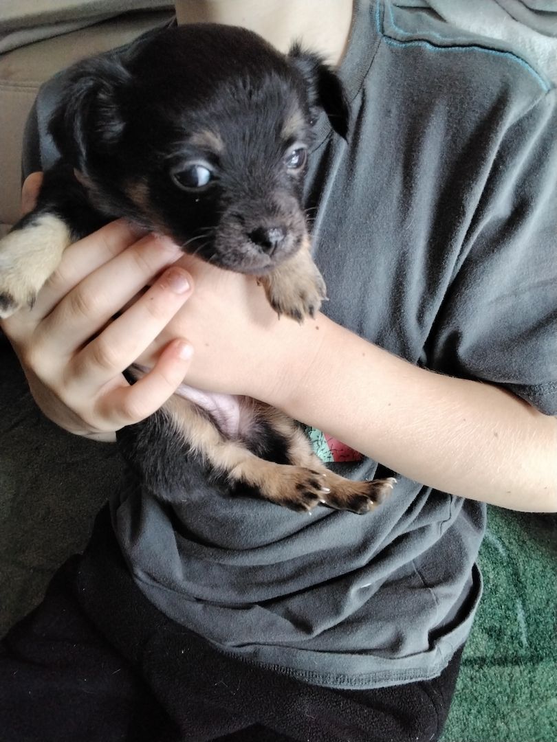 Chihuahua  welpe Chihuahua  welpe