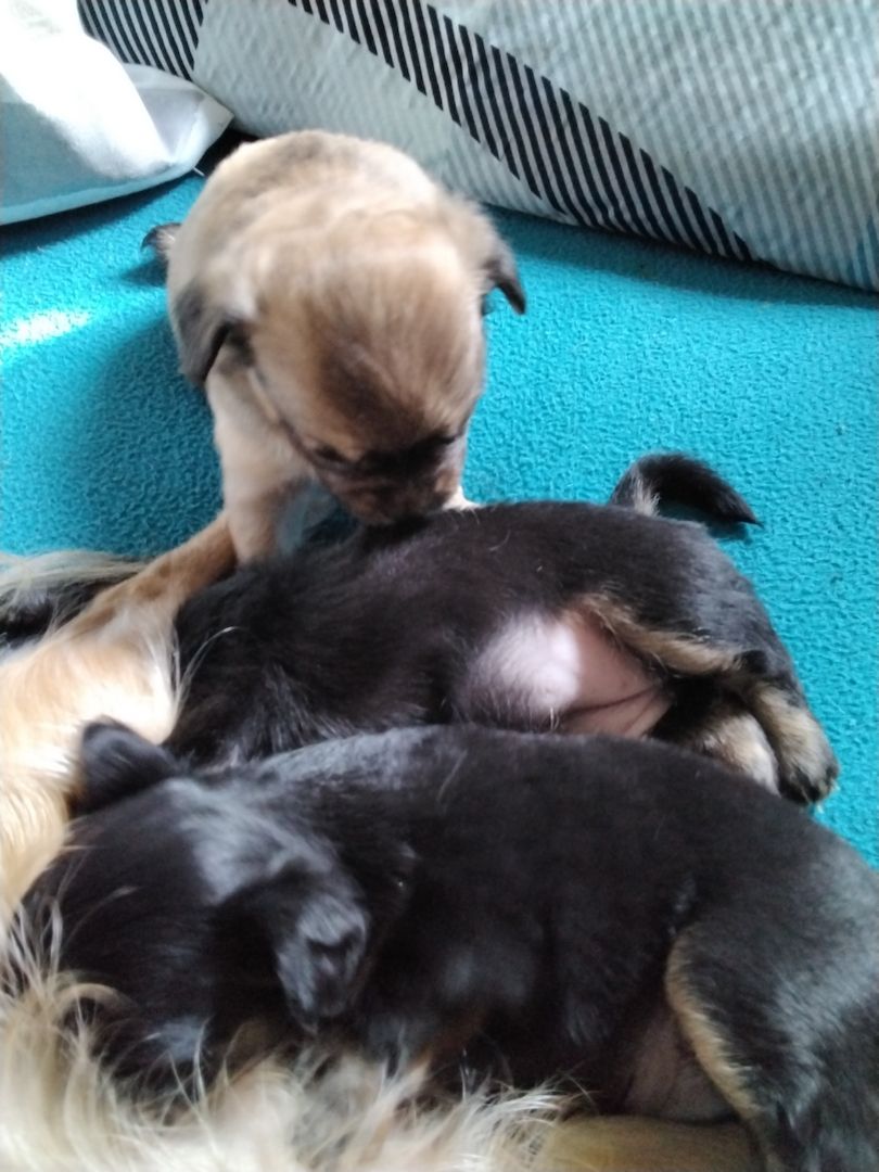 Chihuahua  welpe Chihuahua  welpe