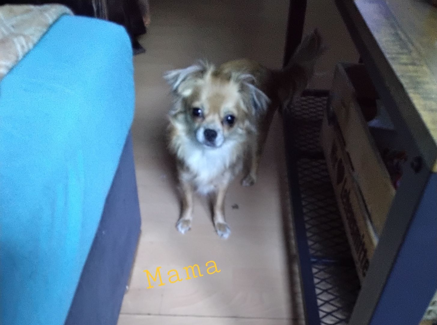 Chihuahua  welpe Chihuahua  welpe