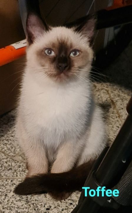 Süße BKH Mix Kitten abzugeben