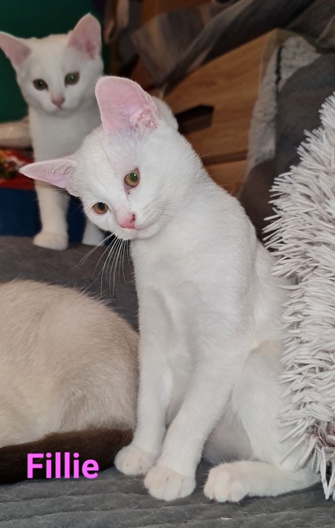 Süße BKH Mix Kitten abzugeben