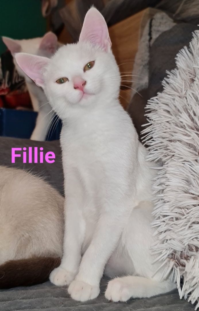 Süße BKH Mix Kitten abzugeben