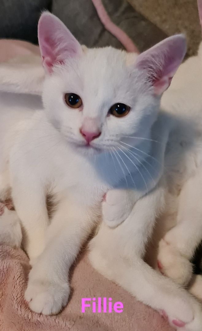 Süße BKH Mix Kitten abzugeben