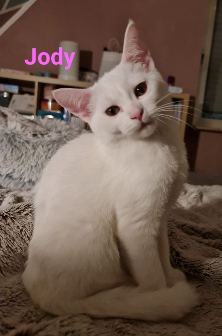 Süße BKH Mix Kitten abzugeben