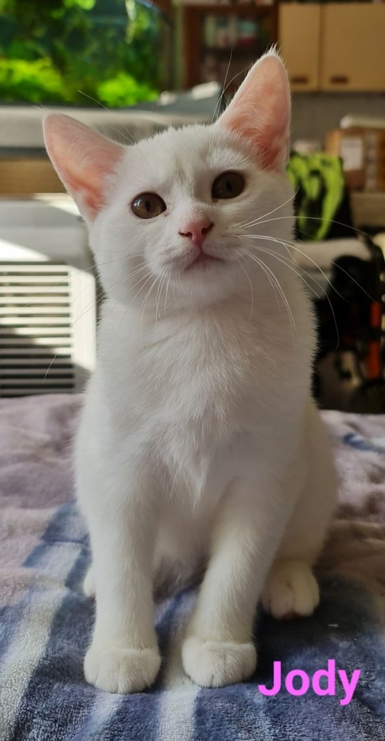 Süße BKH Mix Kitten abzugeben