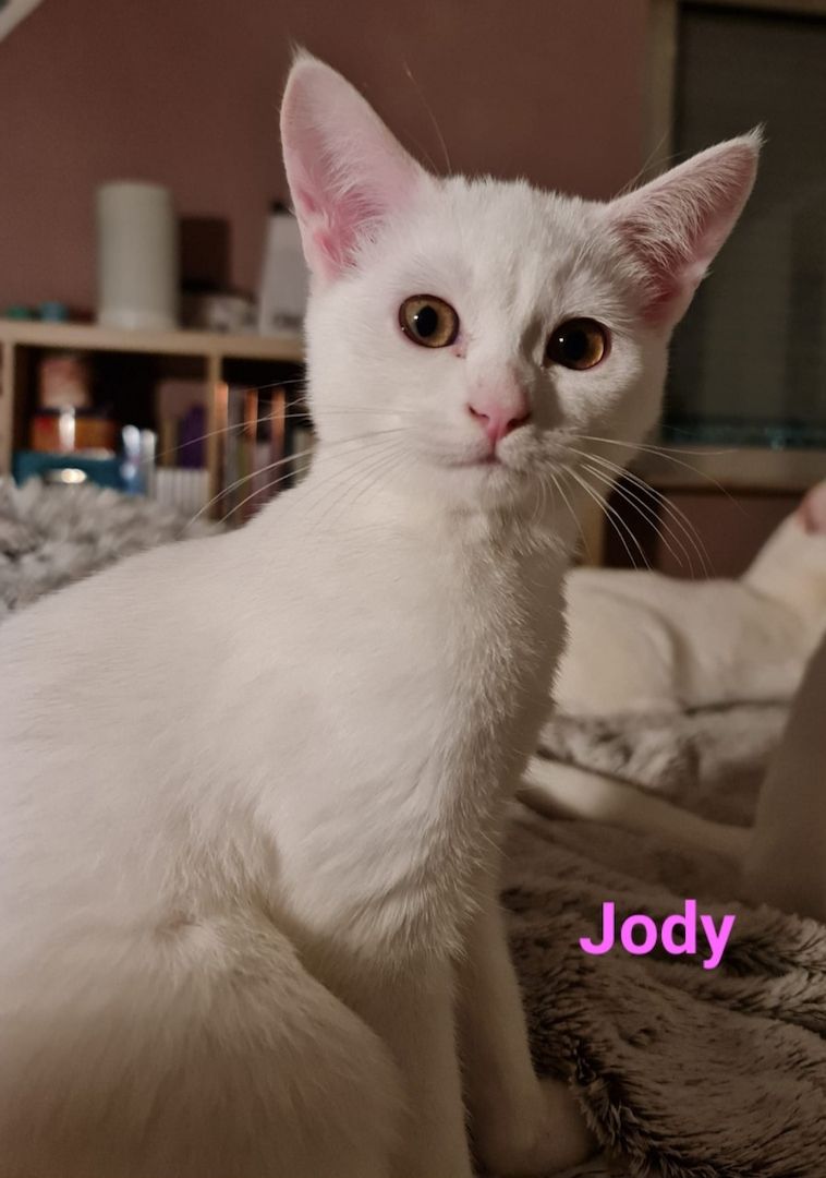 Süße BKH Mix Kitten abzugeben