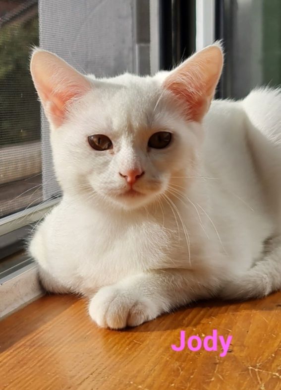 Süße BKH Mix Kitten abzugeben