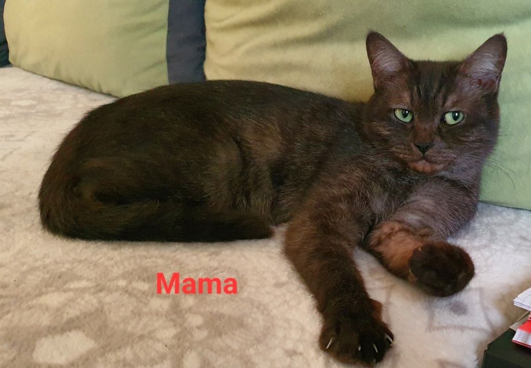 Süße BKH Mix Kitten abzugeben