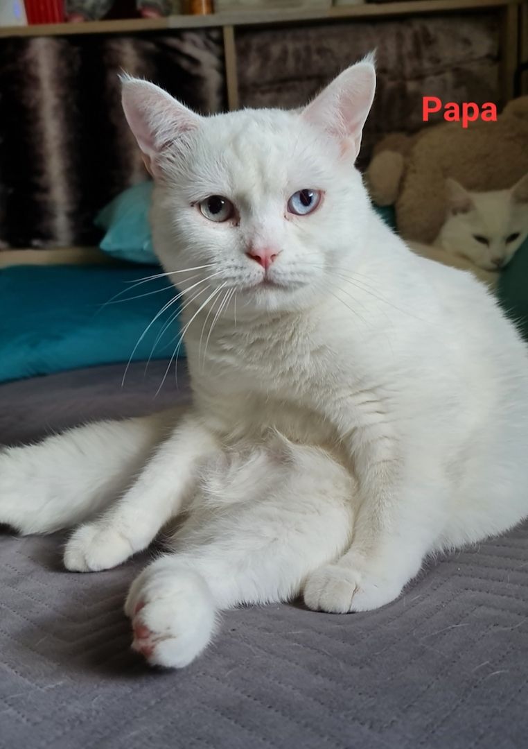 Süße BKH Mix Kitten abzugeben