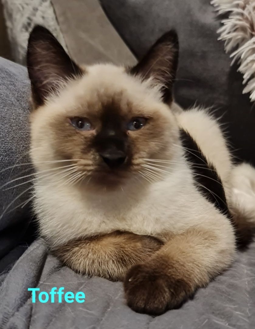 Süße BKH Mix Kitten abzugeben