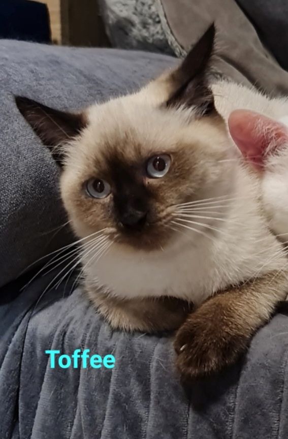 Süße BKH Mix Kitten abzugeben