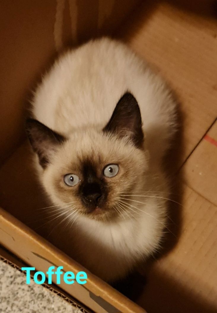 Süße BKH Mix Kitten abzugeben