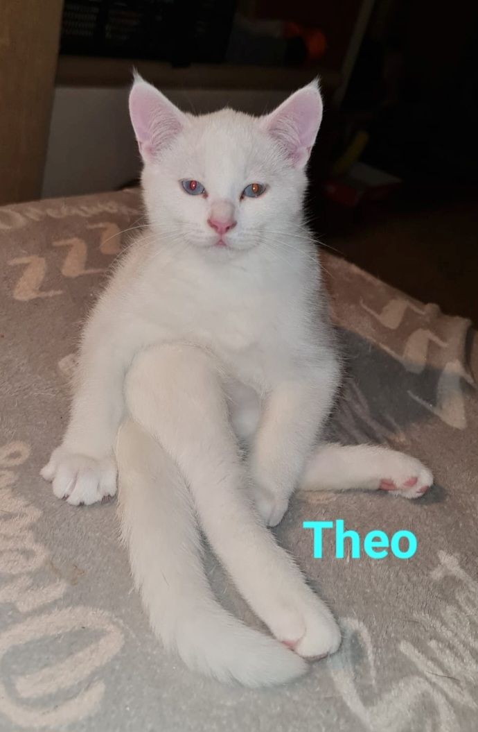 Süße BKH Mix Kitten abzugeben