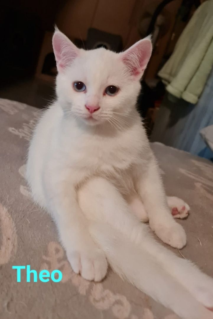 Süße BKH Mix Kitten abzugeben