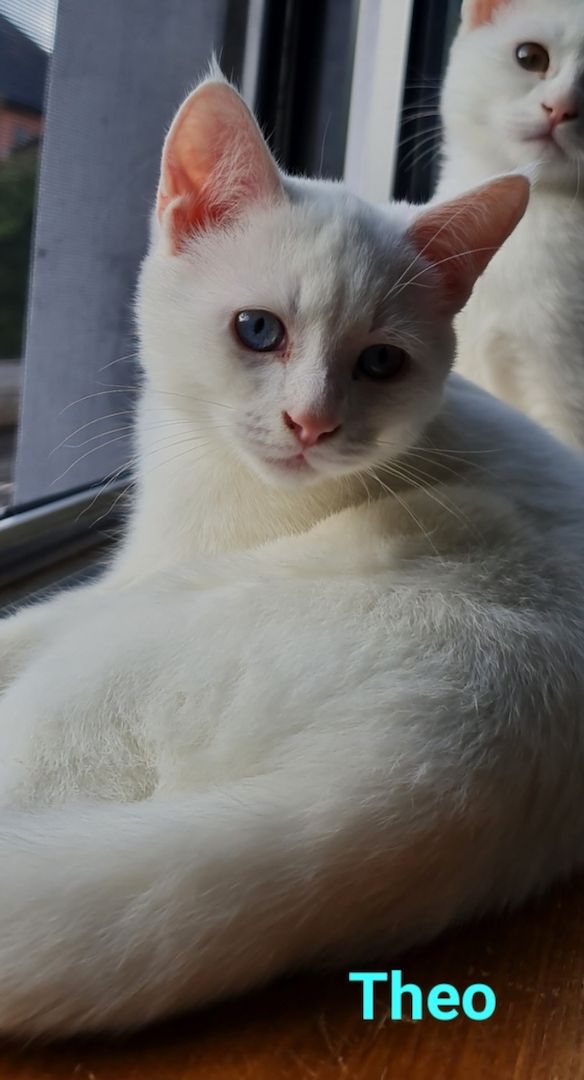 Süße BKH Mix Kitten abzugeben