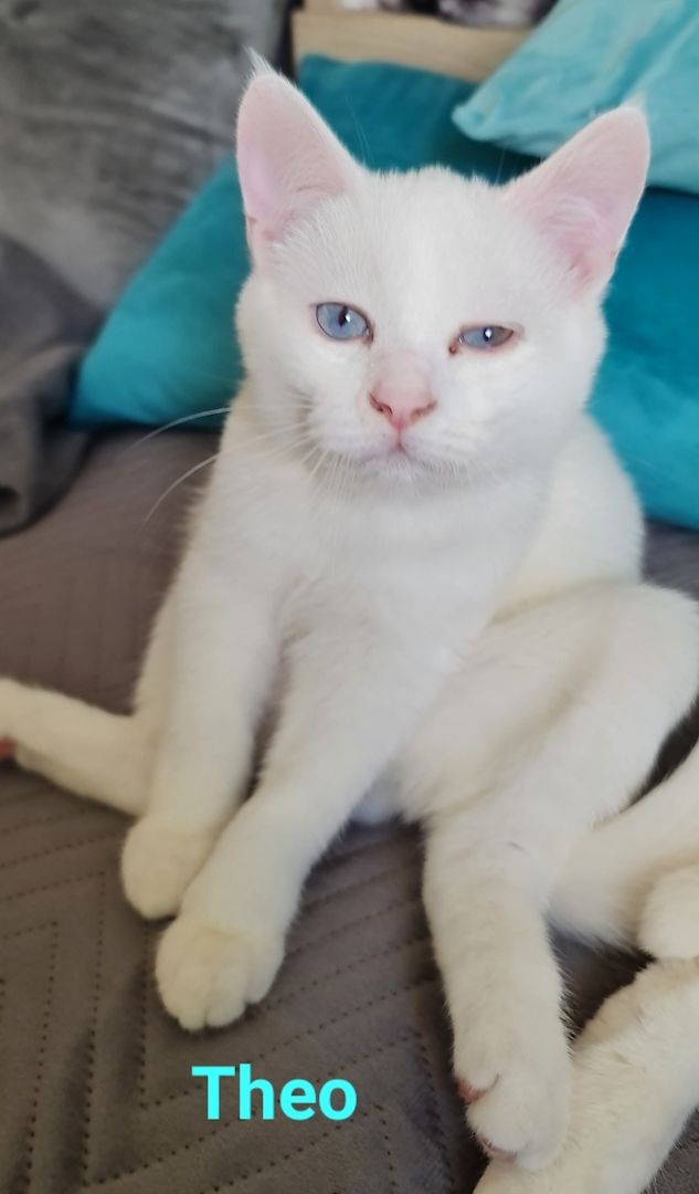 Süße BKH Mix Kitten abzugeben