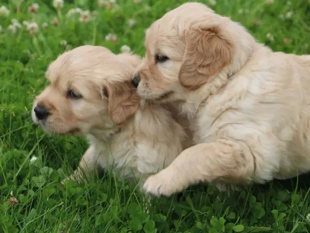 Golden Retriever Welpen.Wir sind vom 20-24.10.23  in Flensburg zur Besichtigung