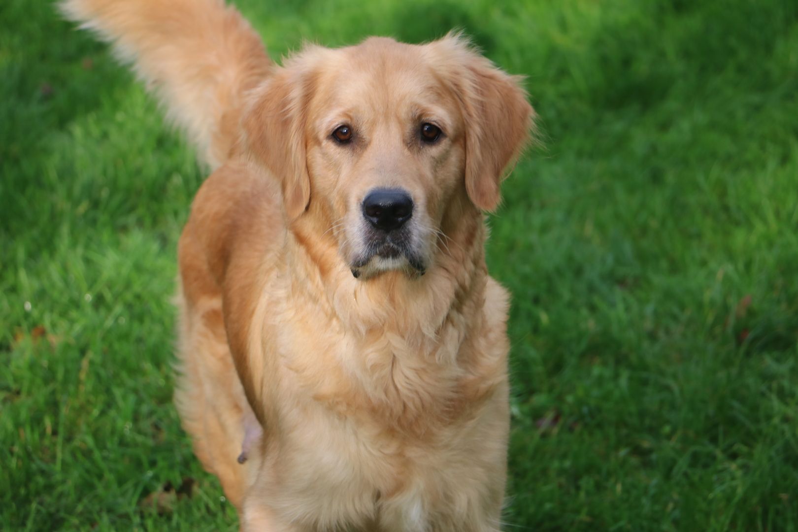 Golden Retriever Welpen.Wir sind vom 20-24.10.23  in Flensburg zur Besichtigung