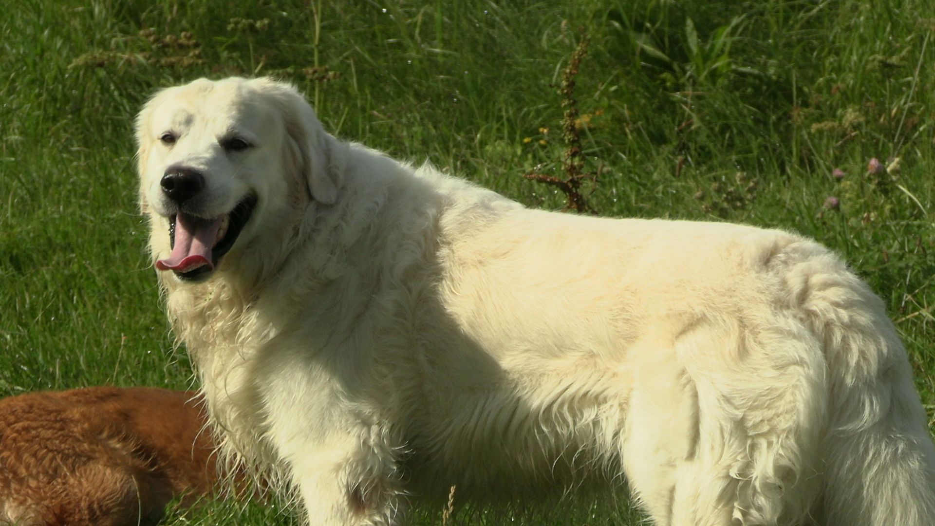 Golden Retriever Welpen.Wir sind vom 20-24.10.23  in Flensburg zur Besichtigung