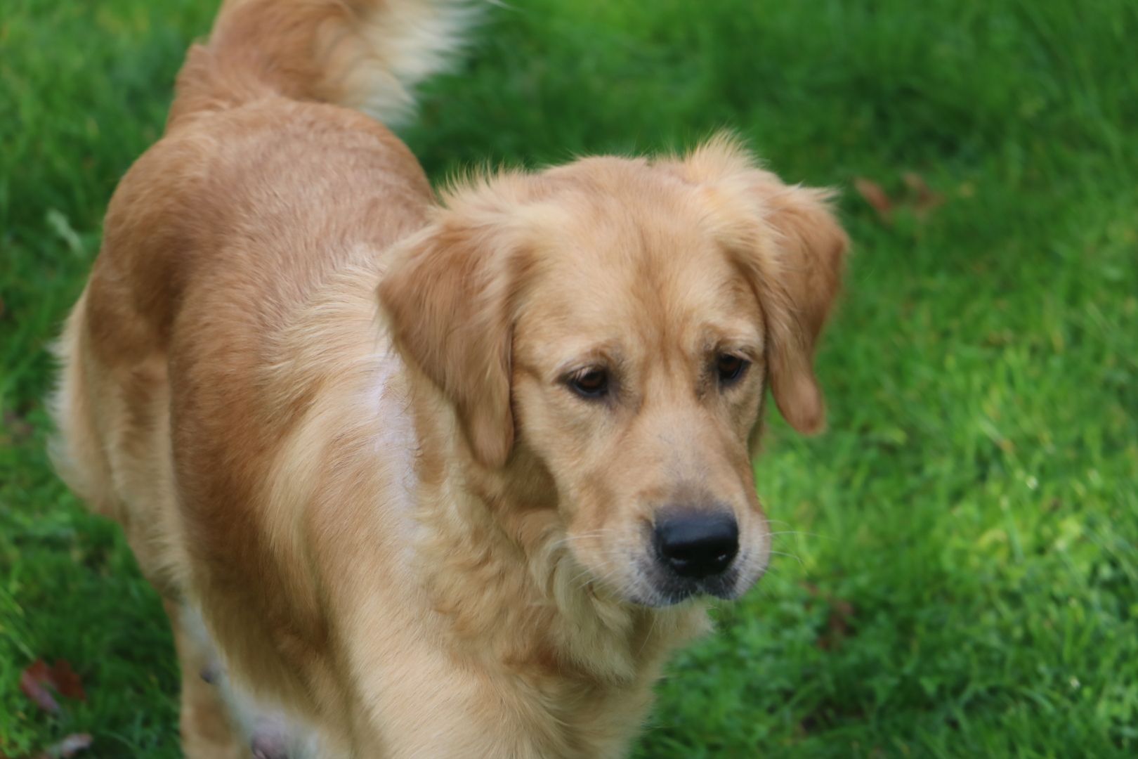 Golden Retriever Welpen.Wir sind vom 20-24.10.23  in Flensburg zur Besichtigung