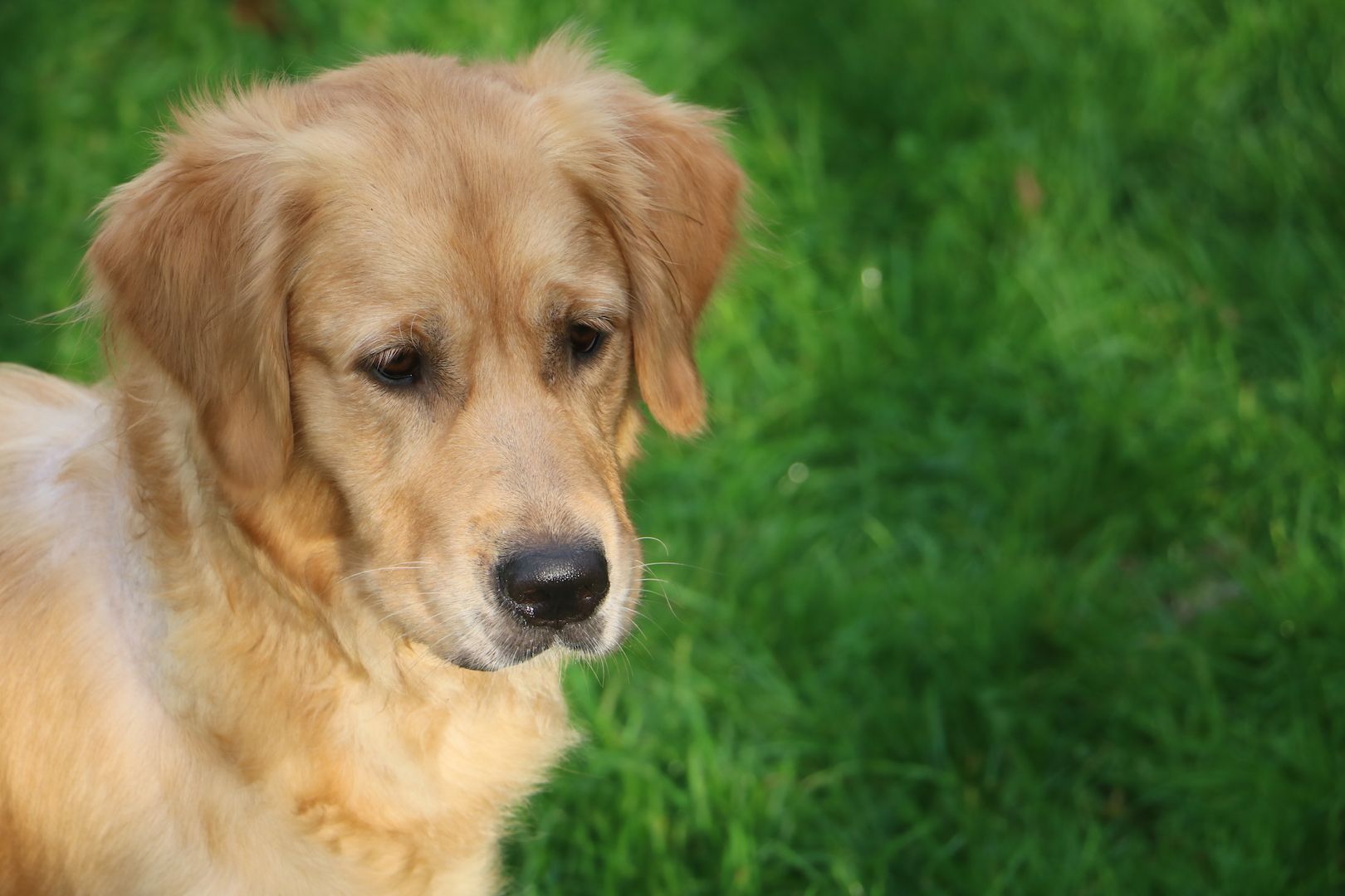 Golden Retriever Welpen.Wir sind vom 20-24.10.23  in Flensburg zur Besichtigung