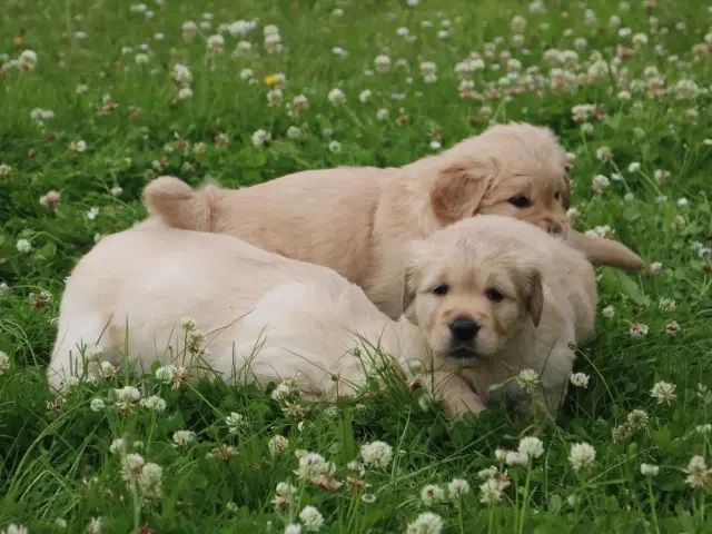 Golden Retriever Welpen.Wir sind vom 20-24.10.23  in Flensburg zur Besichtigung