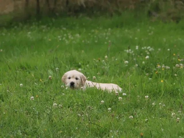 Golden Retriever Welpen.Wir sind vom 20-24.10.23  in Flensburg zur Besichtigung