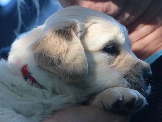 Golden Retriever Welpen.Wir sind vom 20-24.10.23  in Flensburg zur Besichtigung