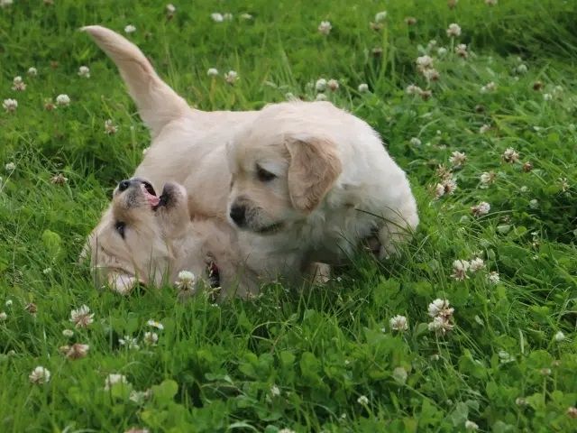 Golden Retriever Welpen.Wir sind vom 20-24.10.23  in Flensburg zur Besichtigung