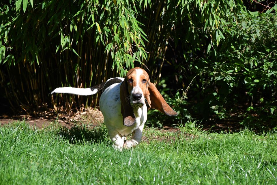 Der kleine Ben sucht eine neue Herausforderung. Ein Basset Hound Bub.