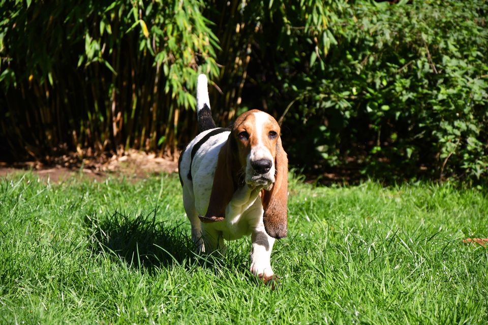 Der kleine Ben sucht eine neue Herausforderung. Ein Basset Hound Bub.