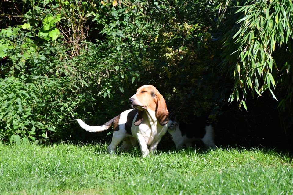 Der kleine Ben sucht eine neue Herausforderung. Ein Basset Hound Bub.