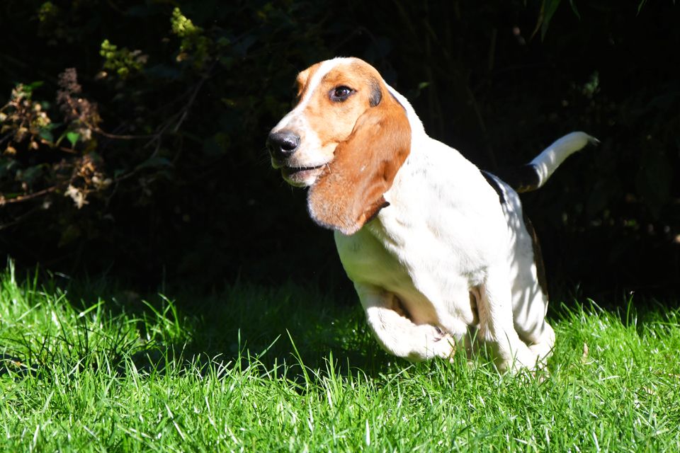 Der kleine Ben sucht eine neue Herausforderung. Ein Basset Hound Bub.