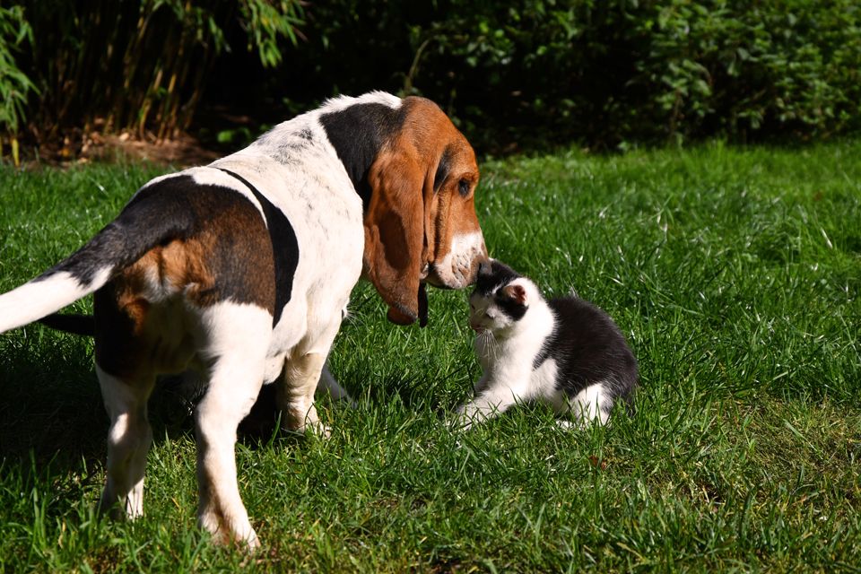 Der kleine Ben sucht eine neue Herausforderung. Ein Basset Hound Bub.