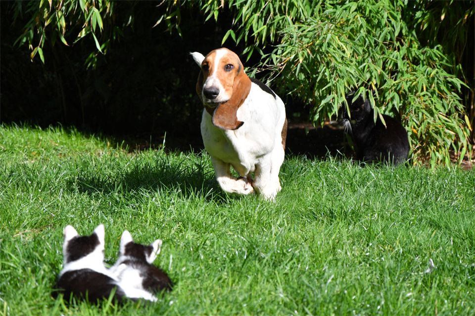 Der kleine Ben sucht eine neue Herausforderung. Ein Basset Hound Bub.