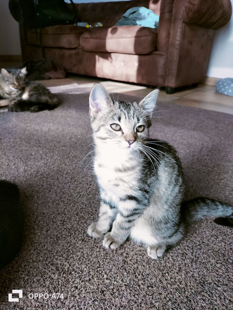 Katzenbaby Weibchen gestreift