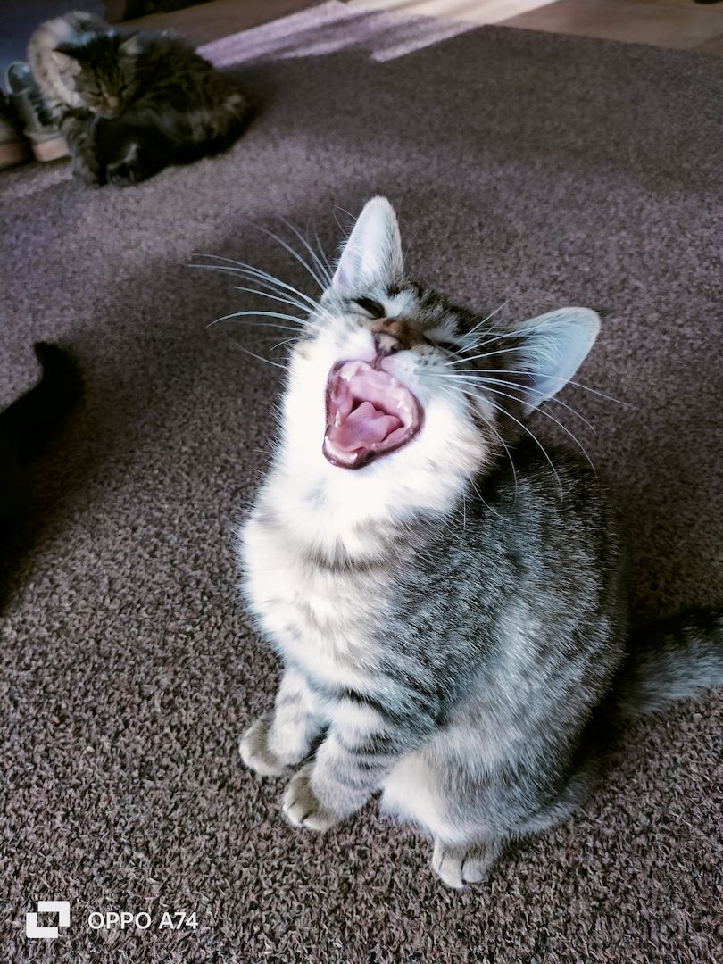 Katzenbaby Weibchen gestreift