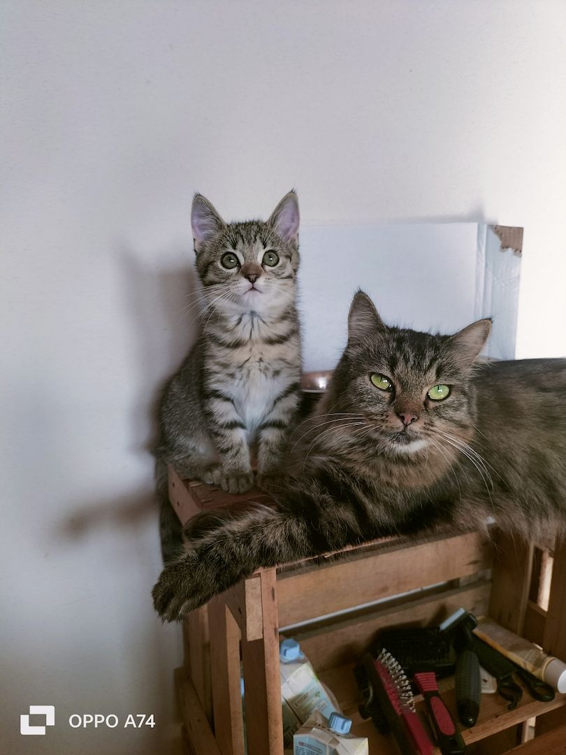 Katzenbaby Weibchen gestreift