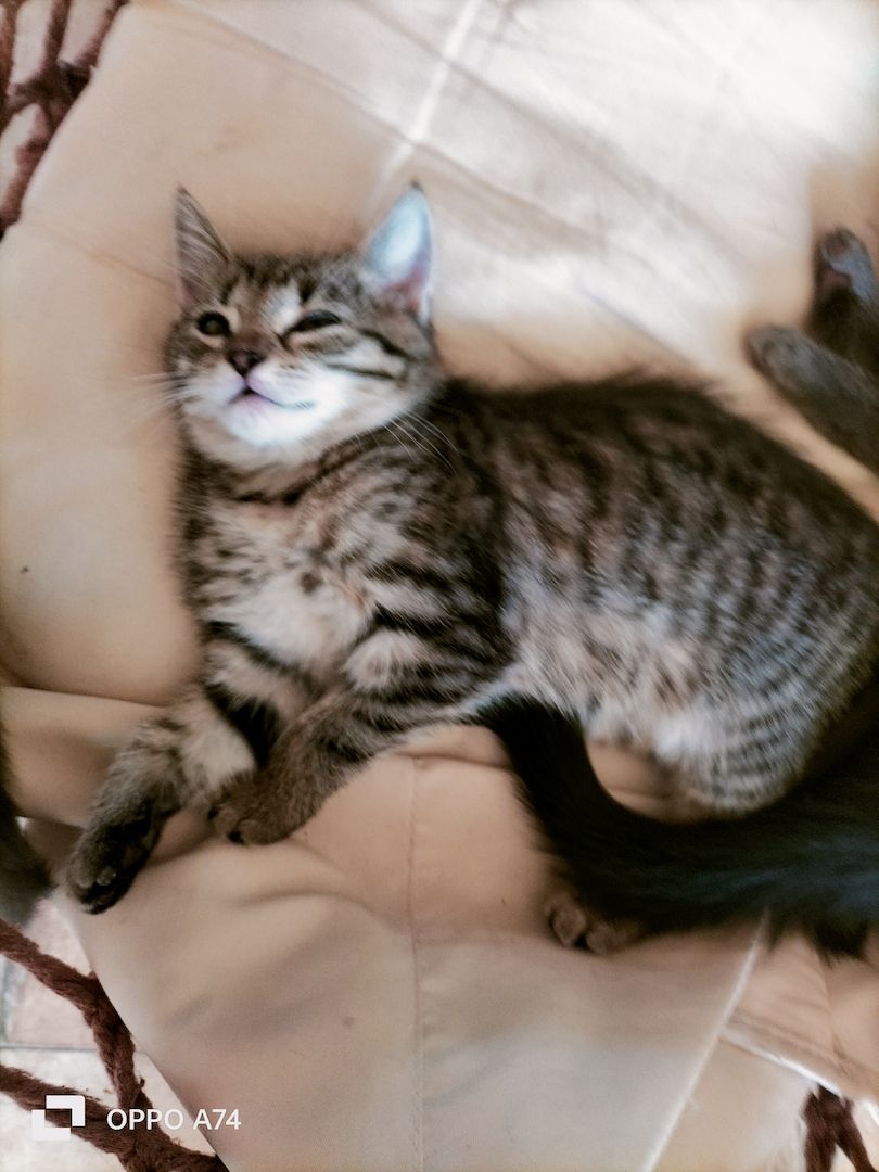 Katzenbaby Weibchen gestreift