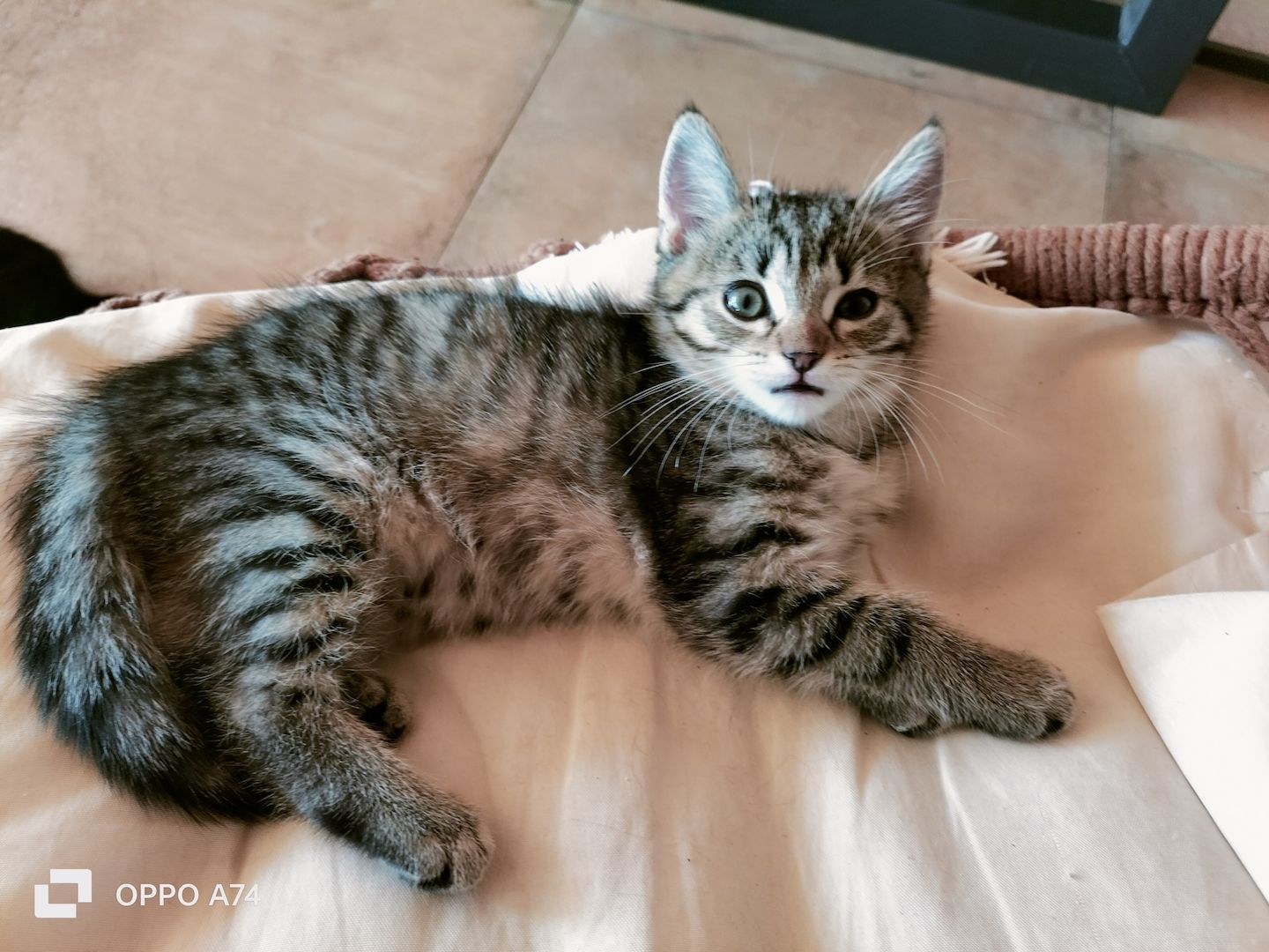 Katzenbaby Weibchen gestreift
