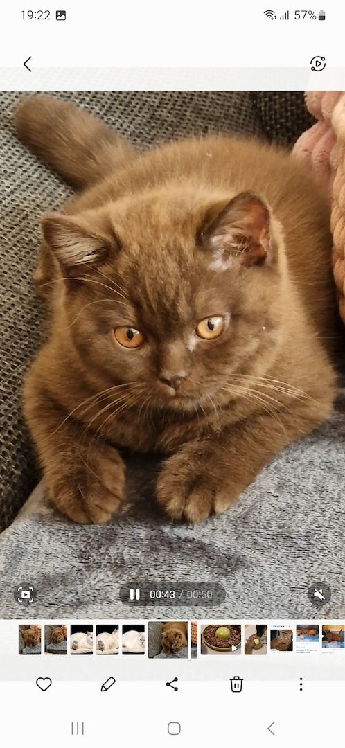 BKH chocolate Kitten